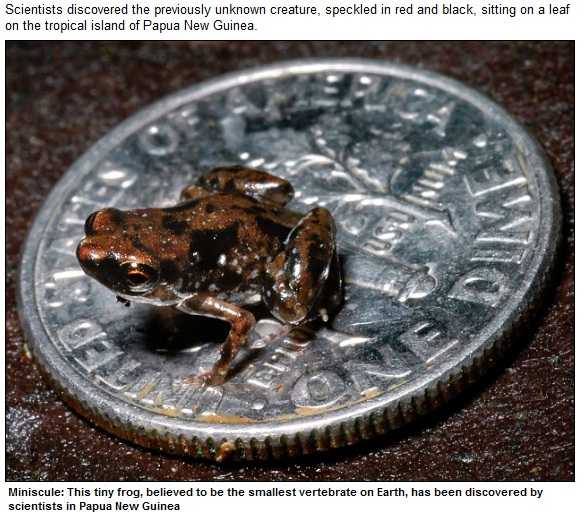 Cea mai mica broasca din lumea